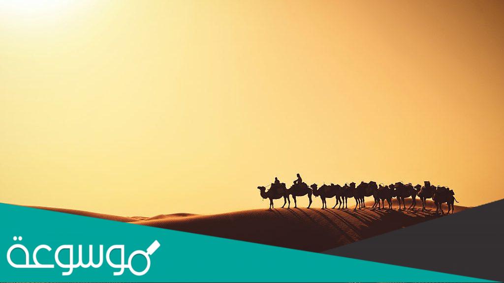 البكري وش يرجع اصل قبيلة البكري