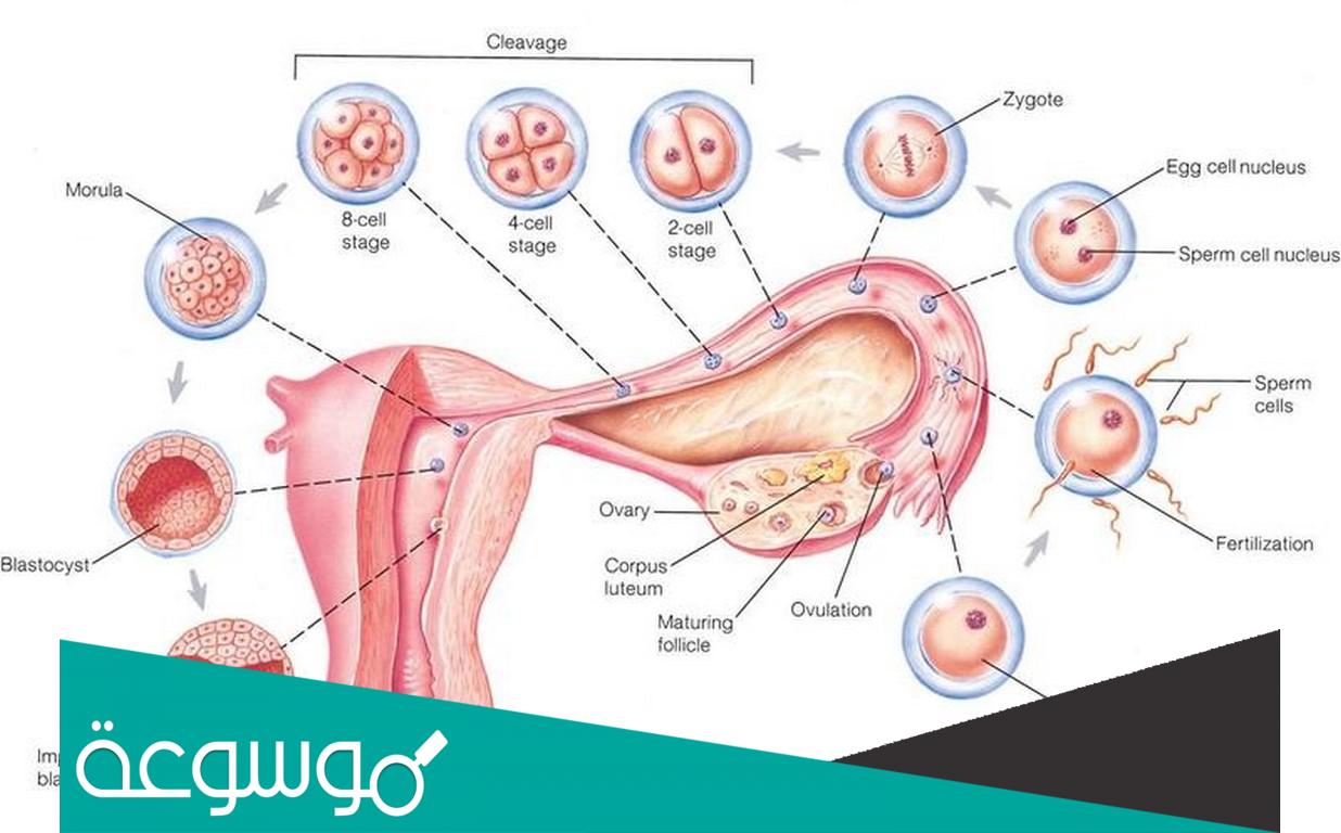 اين يتم افراز هرمونات المبيض