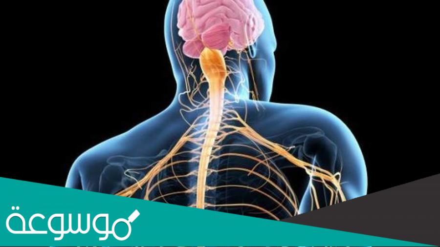 بحث عن الجهاز العصبي pdf