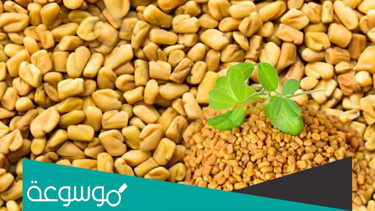 تجربتي مع الحلبة للحمل مضمونه