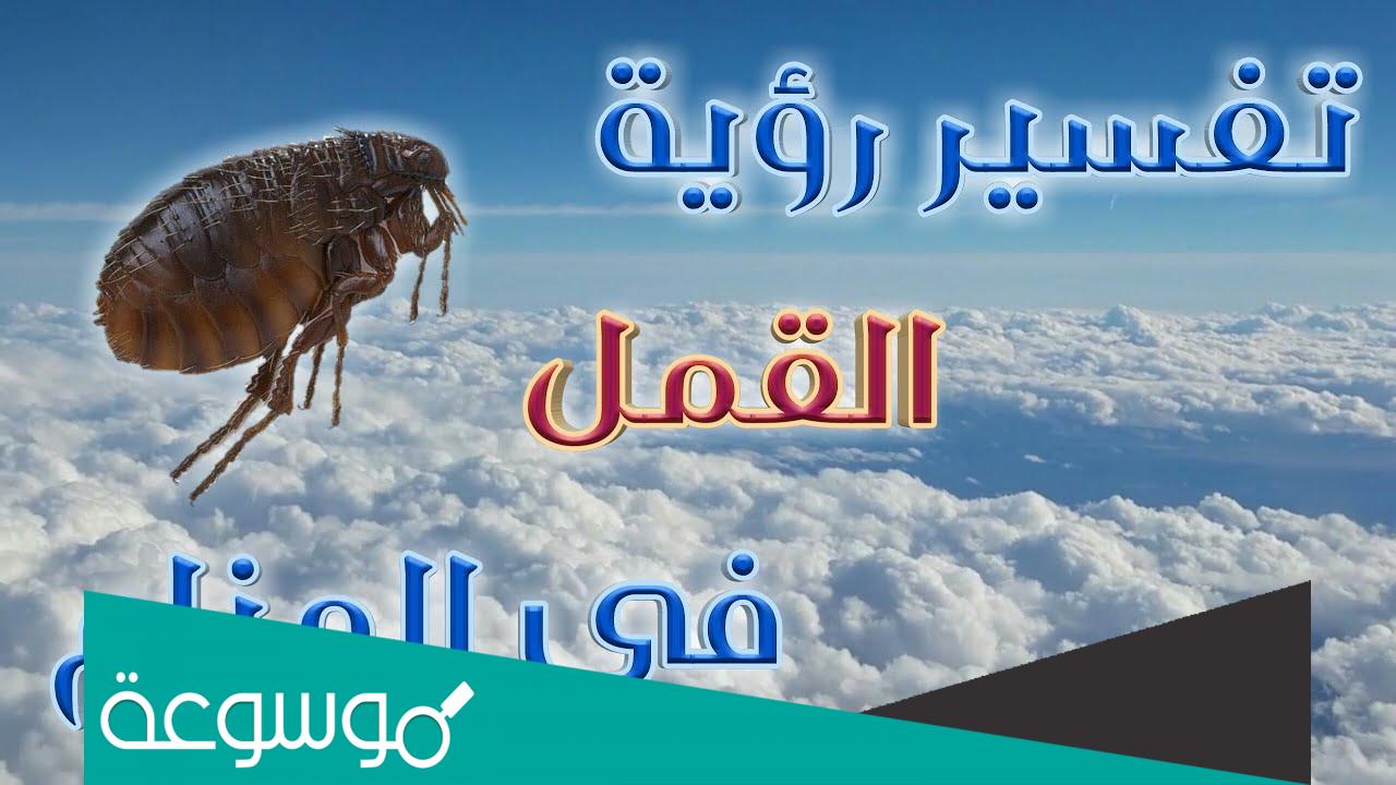 تفسير الحلم بالقمل في شعري لابن سيرين