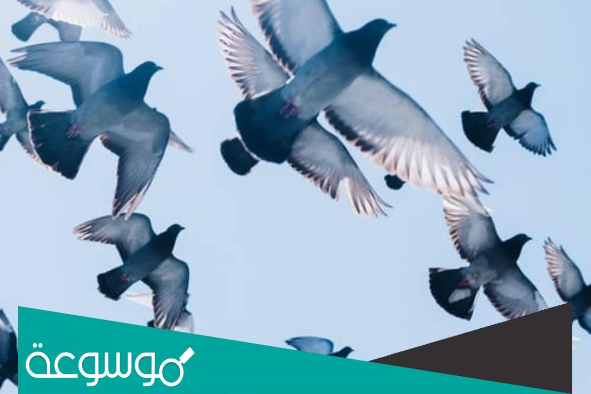 تفسير حلم الحمام الرمادي في المنام للعزباء لابن سيرين
