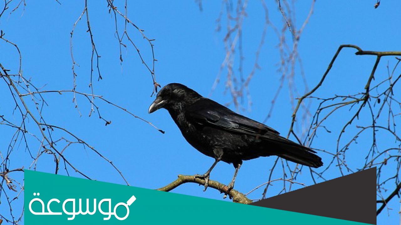 تفسير رؤية اكل لحم الغراب في المنام