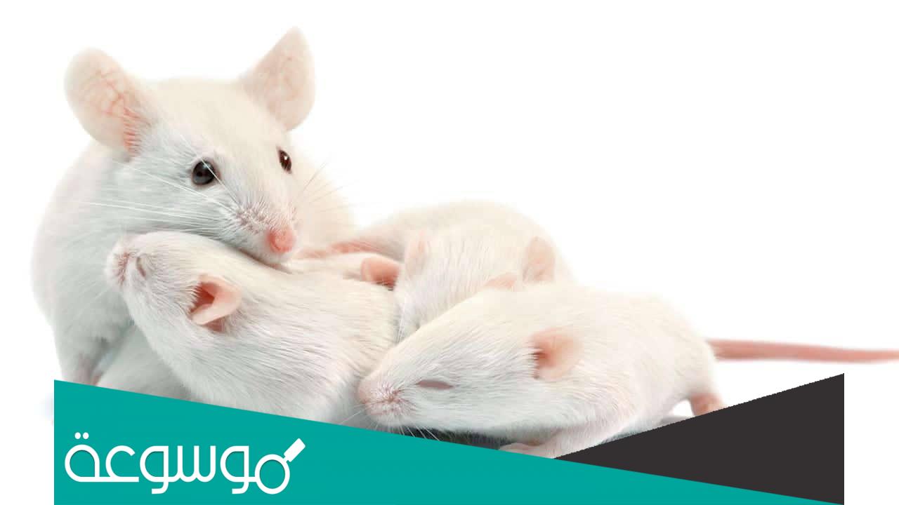 تفسير رؤية الفئران للعزباء