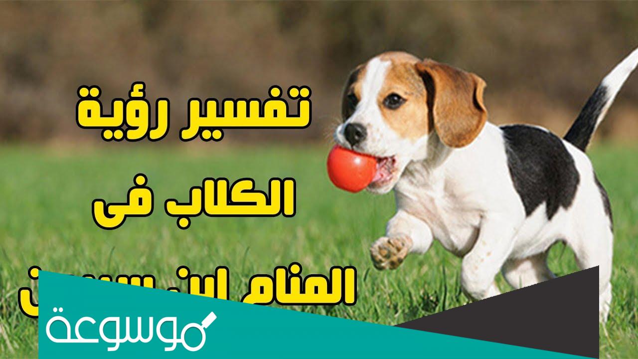 تفسير رؤية الكلاب في المنام والخوف منها