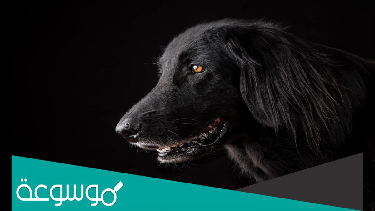 تفسير رؤية الكلب الاسود للرجل