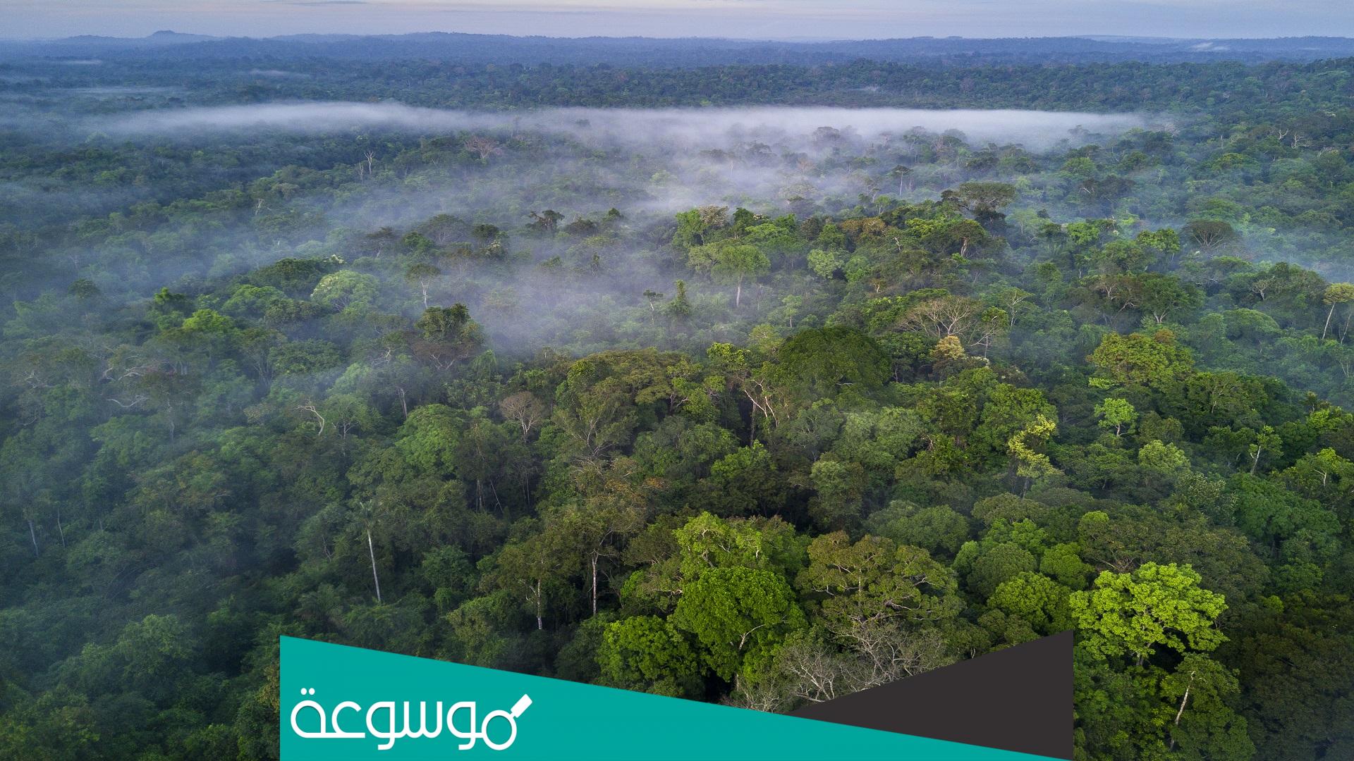 حيوانات تعيش في الغابة وما هي الغابة وما أهميتها؟