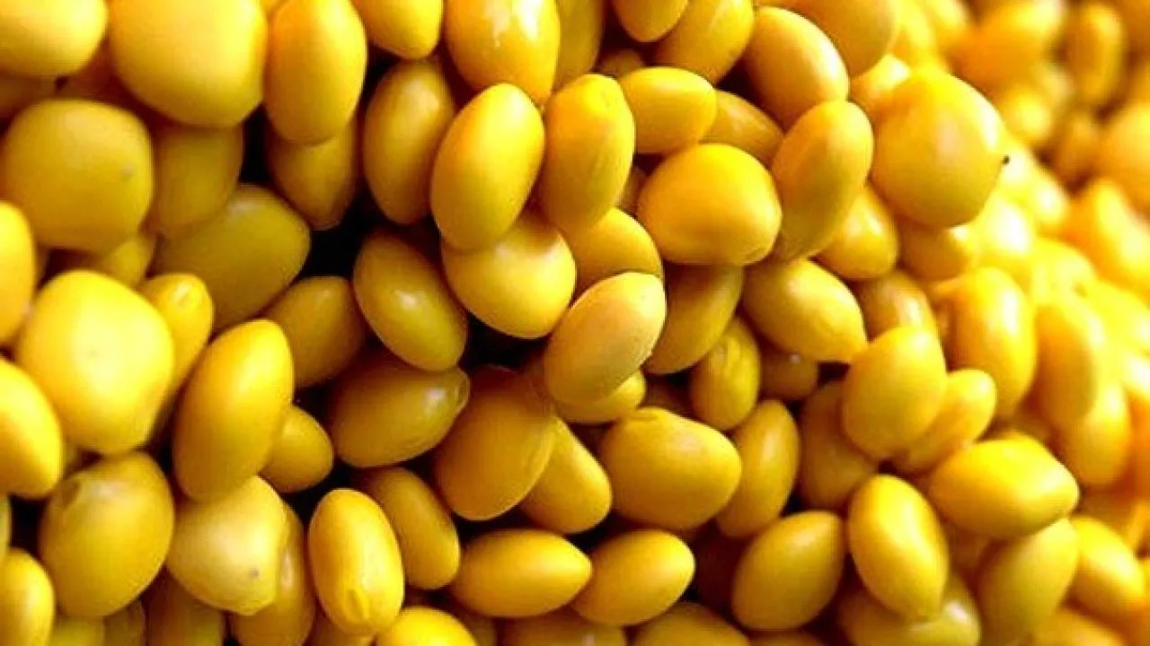 رؤية إعطاء الميت ترمس في المنام