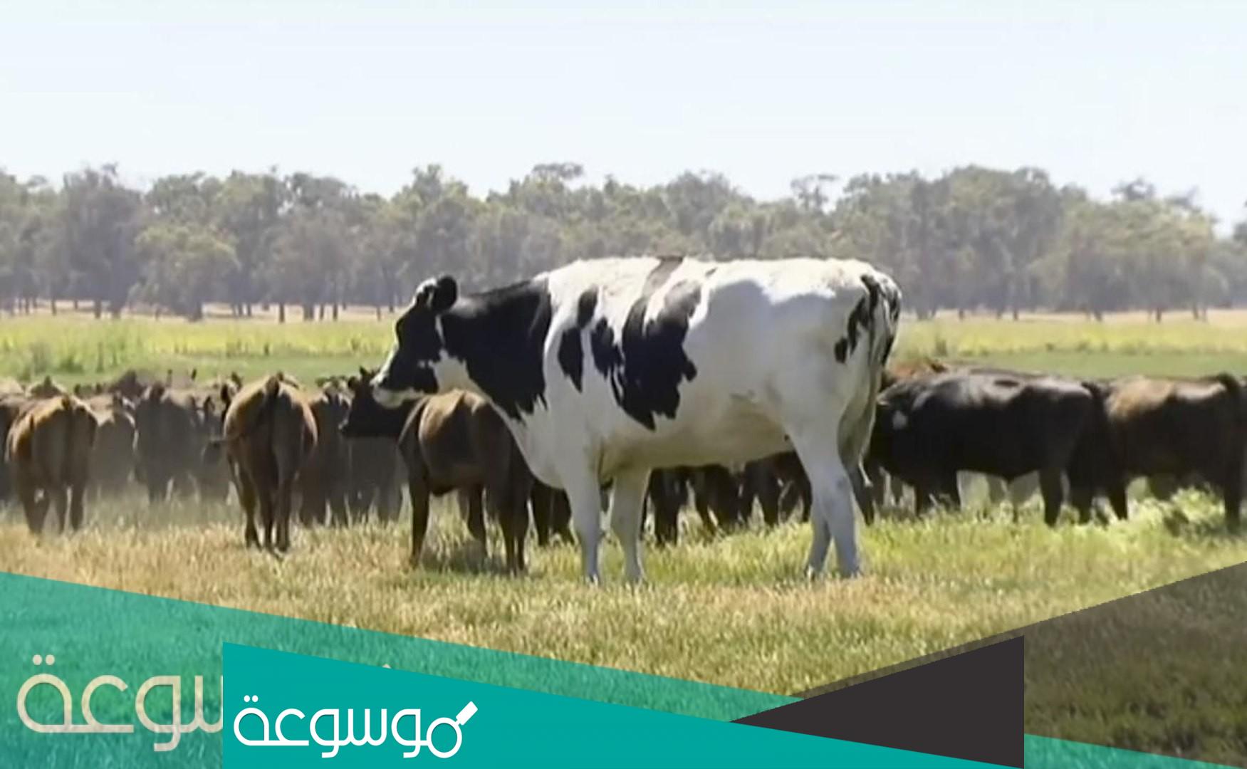 سعر الاضحية في الرياض