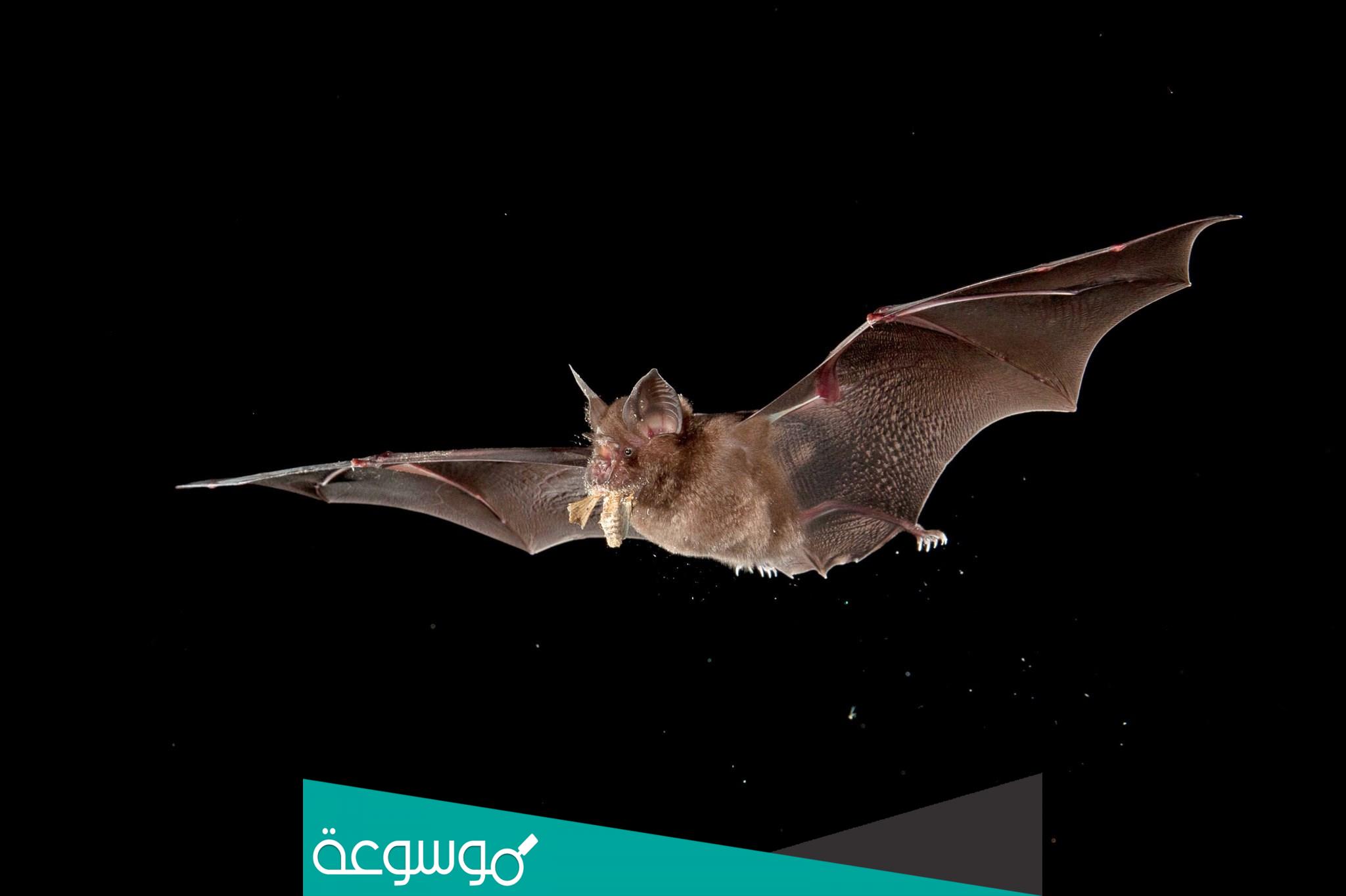 طائر الخفاش يلد ام يبيض