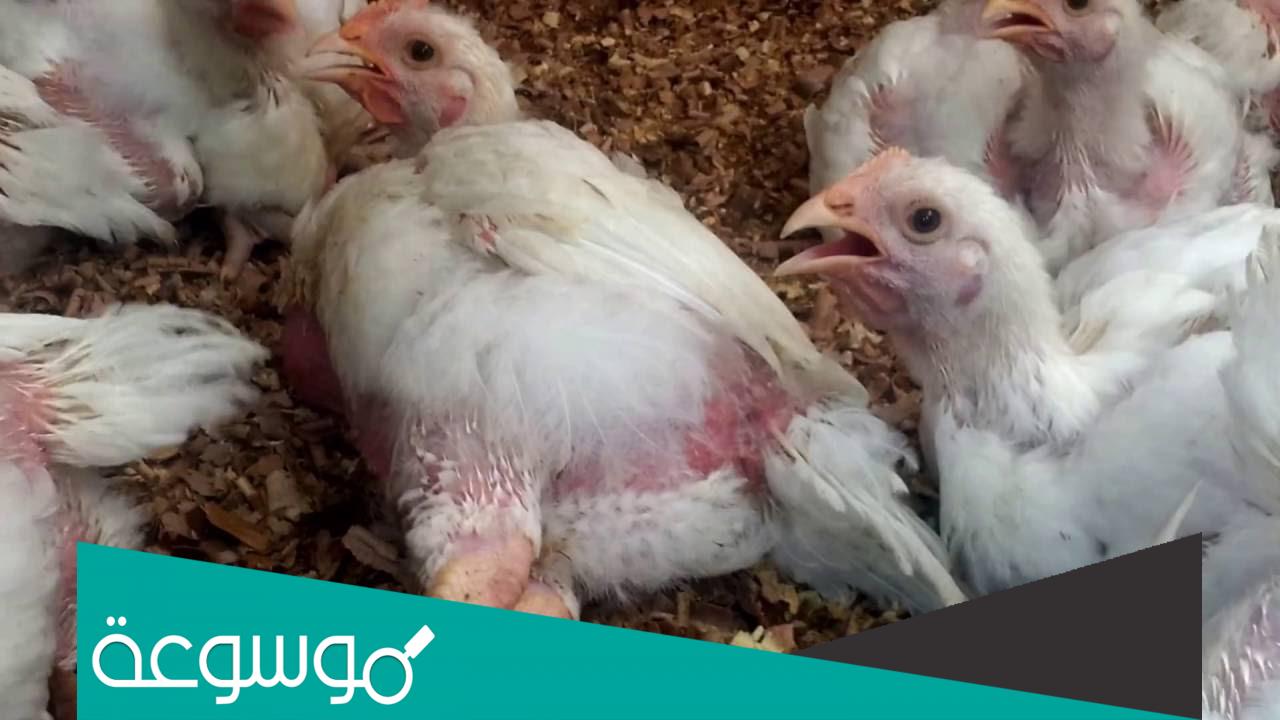 كم تبلغ أسعار الفراخ البيضاء اليوم