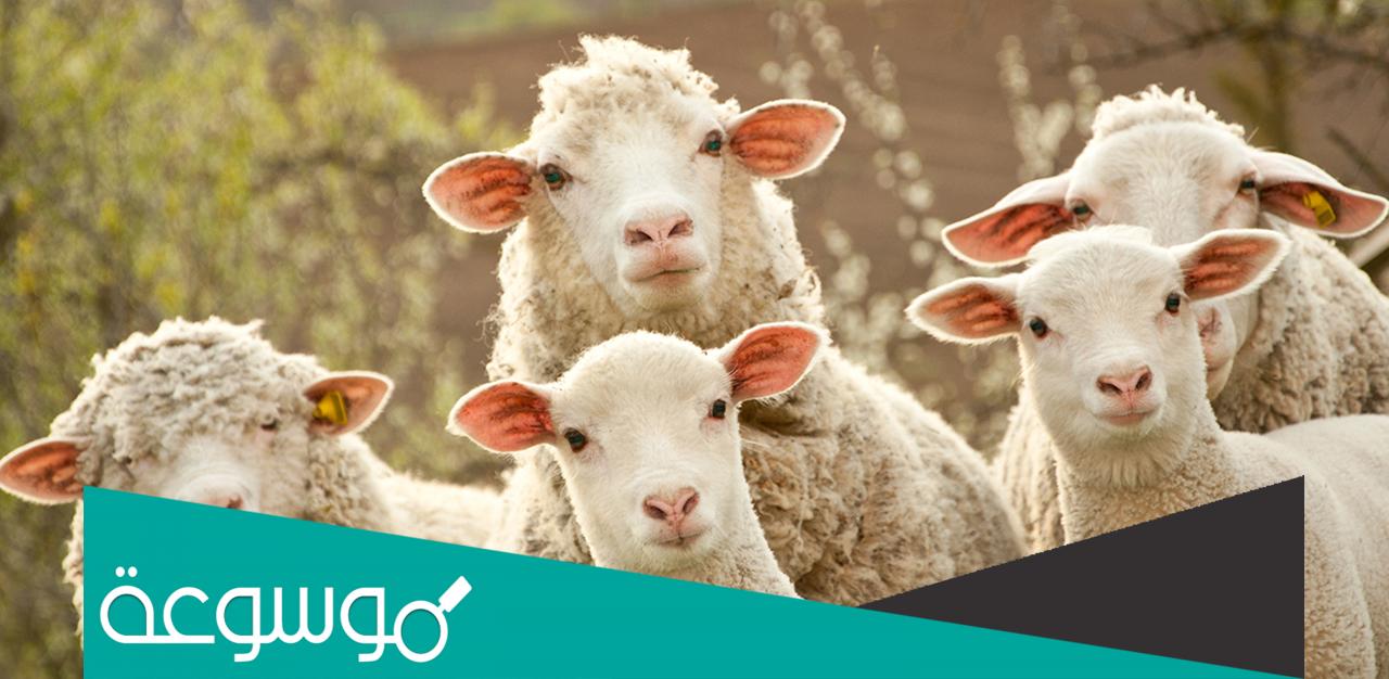 كم سعر الاضحية في ابو ظبي