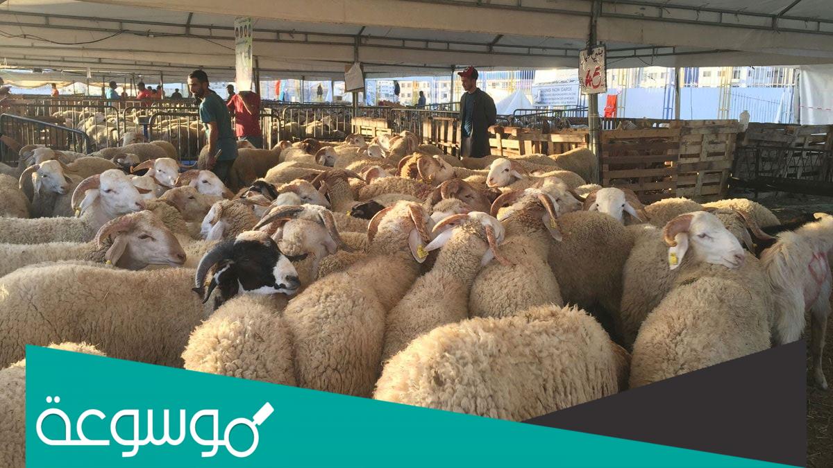 كم سعر الاضحية في الامارات 2022