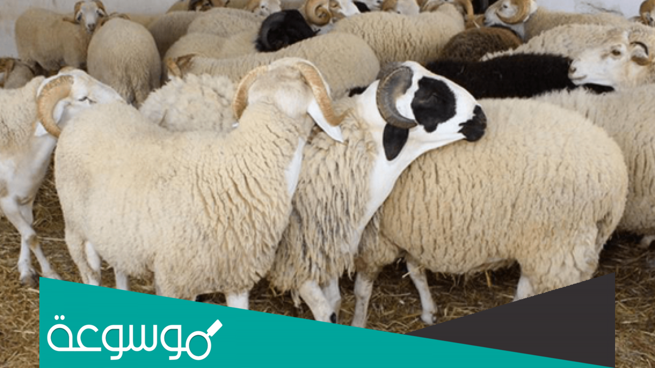 كم سعر الاضحية في السعودية 1443 اسعار الاضاحي بالسعودية