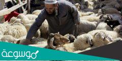 كم سعر الاضحية في القصيم
