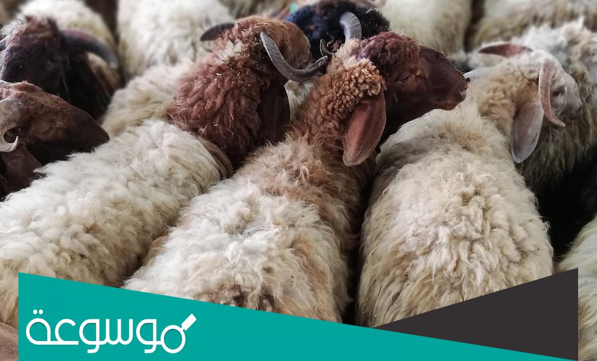 كم سعر الاضحية في سوريا 2022