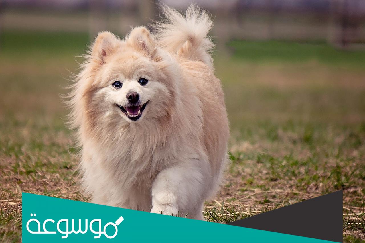 كم سعر كلب بومرينيان في السعودية