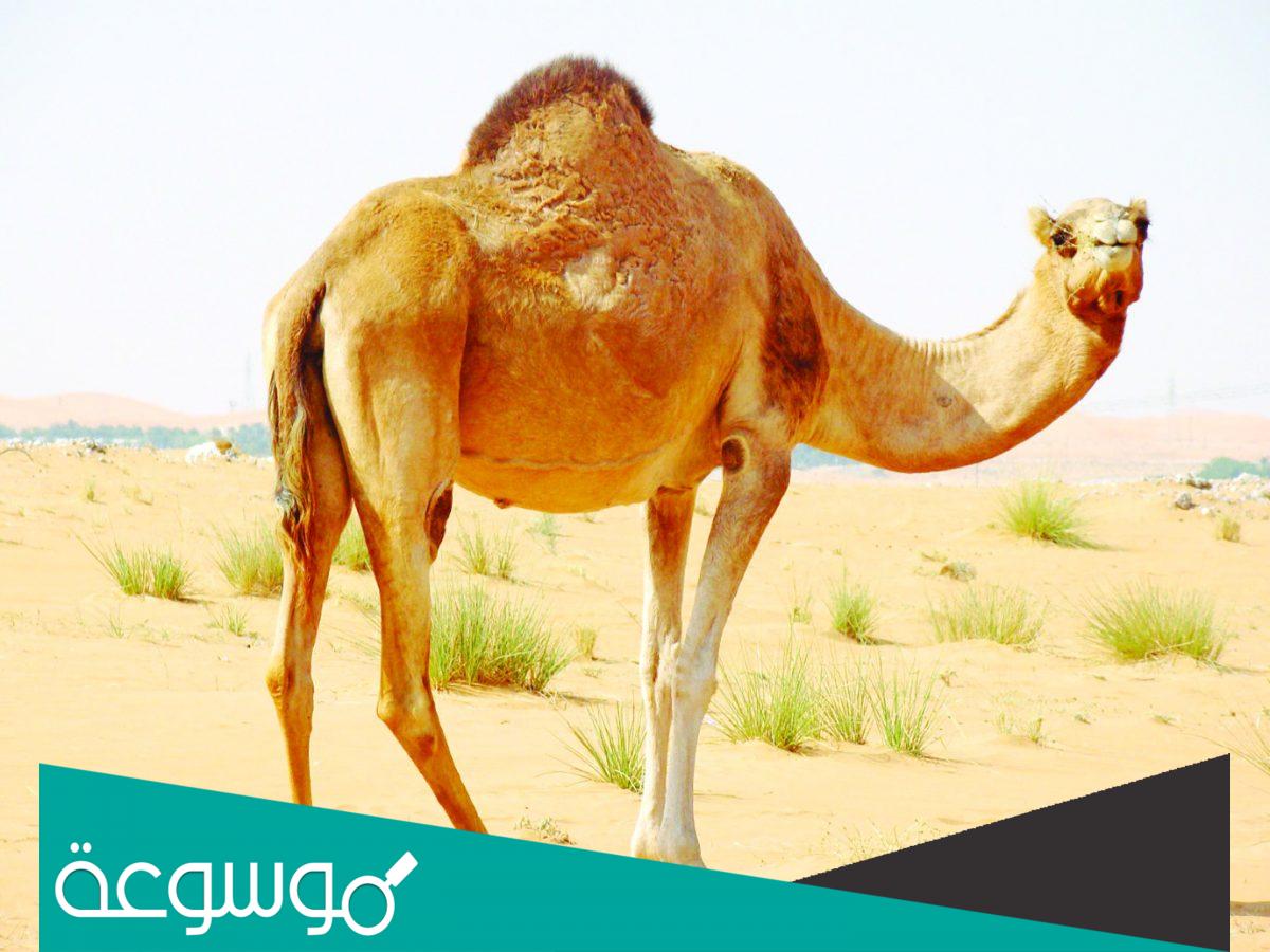 كم شخص يشترك في اضحية الابل