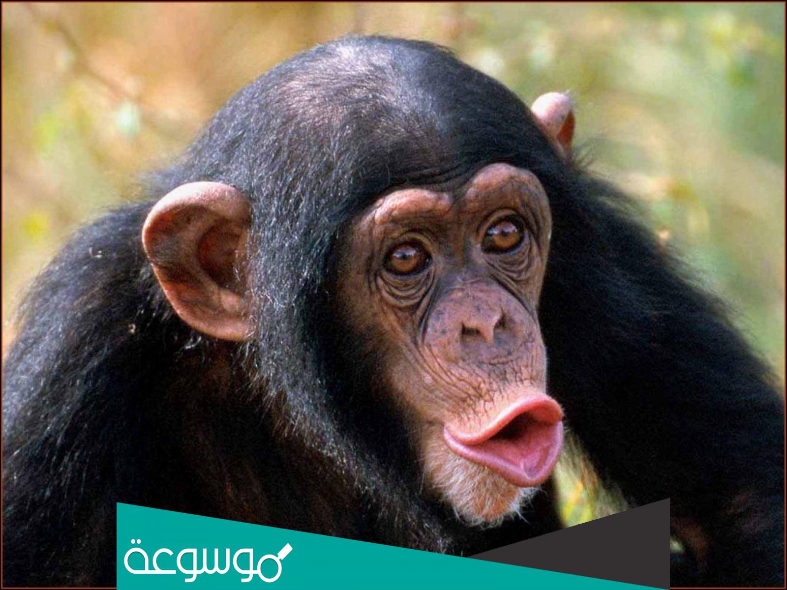 كم عدد اسنان القرد