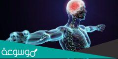 كم عدد الأعصاب الدماغية في جسم الإنسان