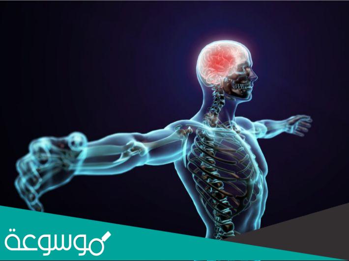 كم عدد الأعصاب الدماغية في جسم الإنسان