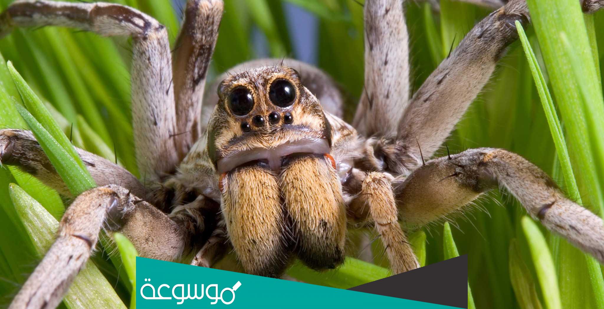 كم عين للعنكبوت وهل العنكبوت له عين؟