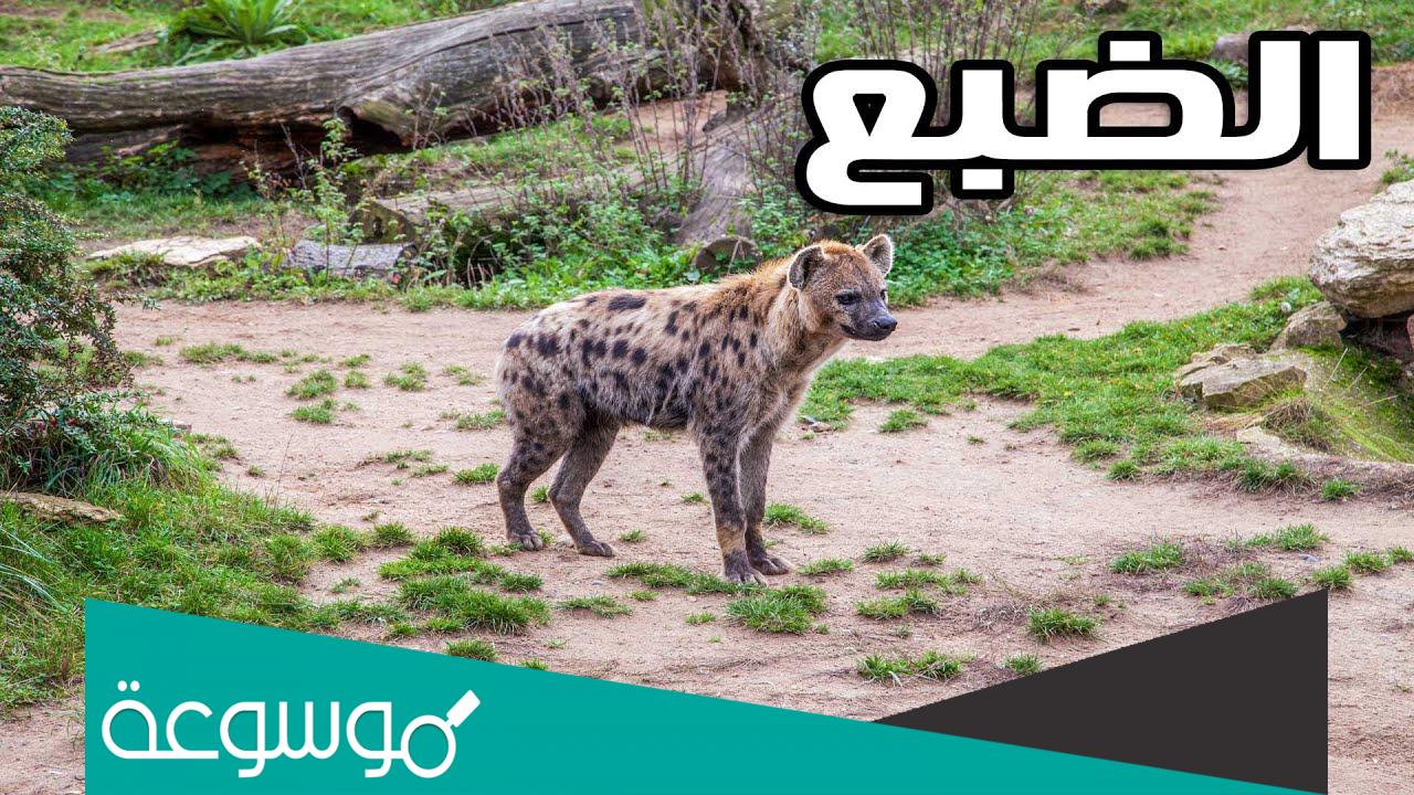 لماذا لا يتم دفن الضبع بعد موته إلا في وجود الشرطة ومحضر قضائي