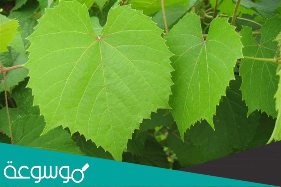 ما الفرق بين ورق العنب وورق التوت وورق الفراوله