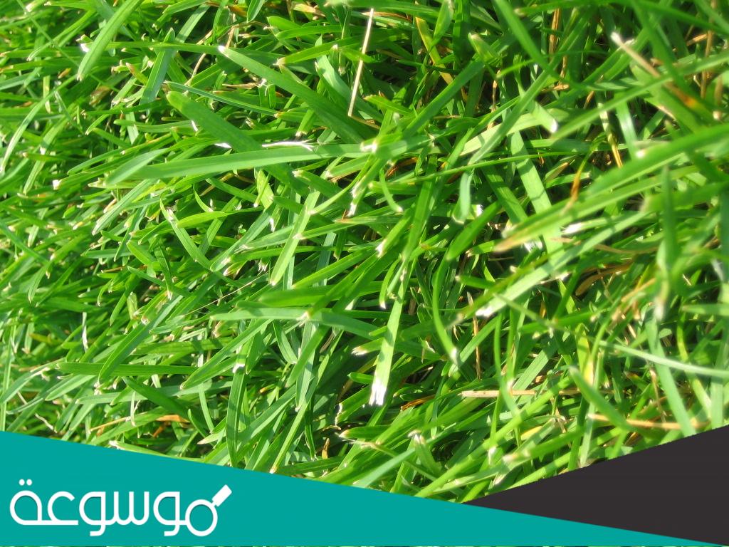 ما عيوب العشب الصناعي للمنازل