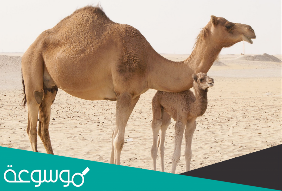 ما هو الحيوان الذي خلق من الشيطان واكله حلال والصلاه بجانبه حرام؟