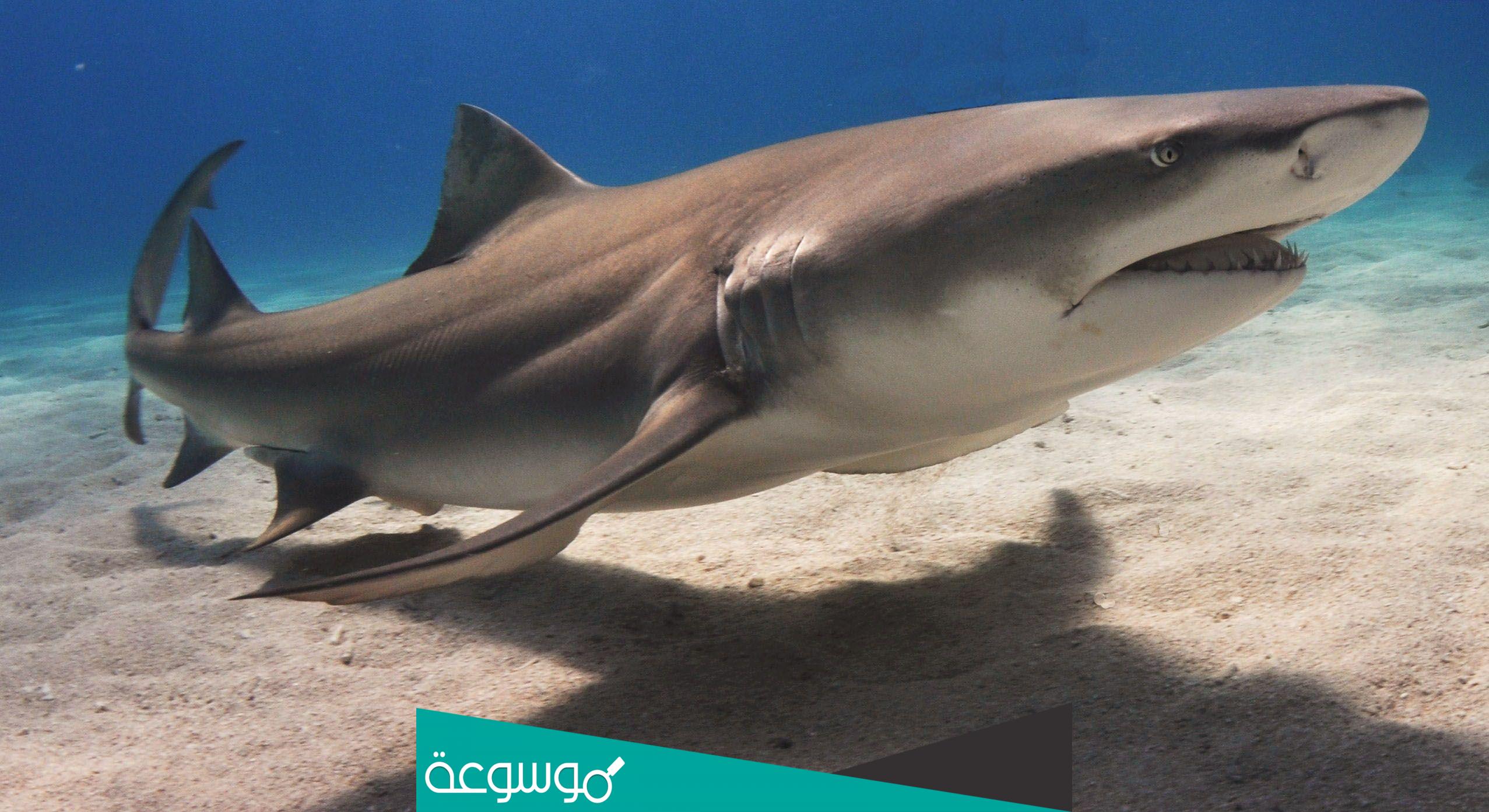 ما هو الحيوان الذي لا ينام منذ ولادته لحين موته؟