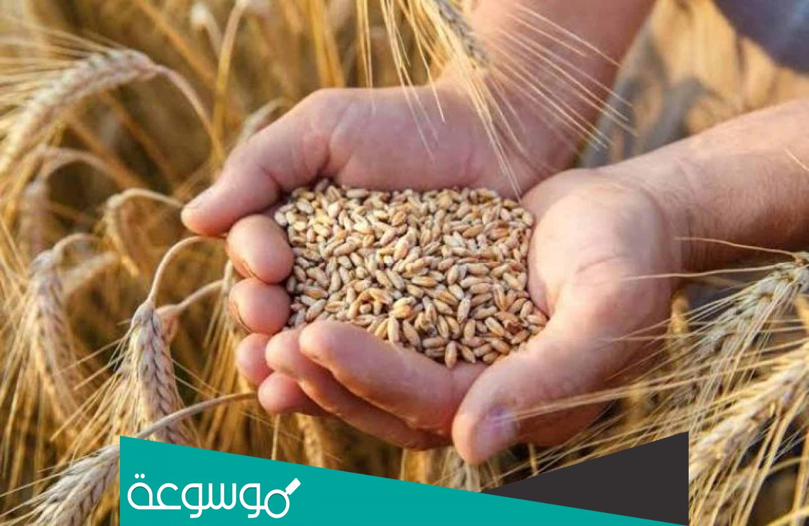 ماذا تستورد مصر من الهند