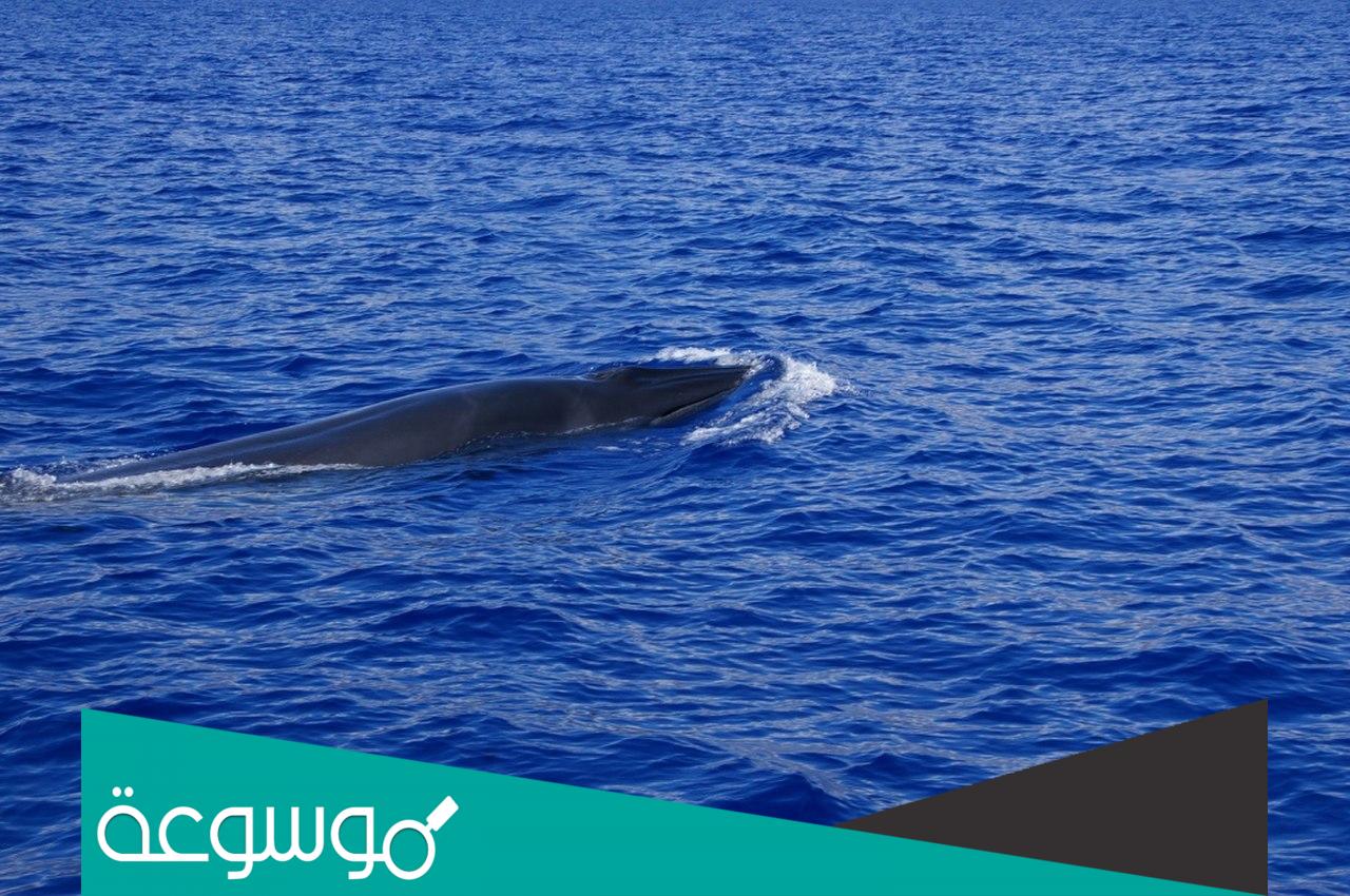 معلومات عن حوت برايد بالتفصيل