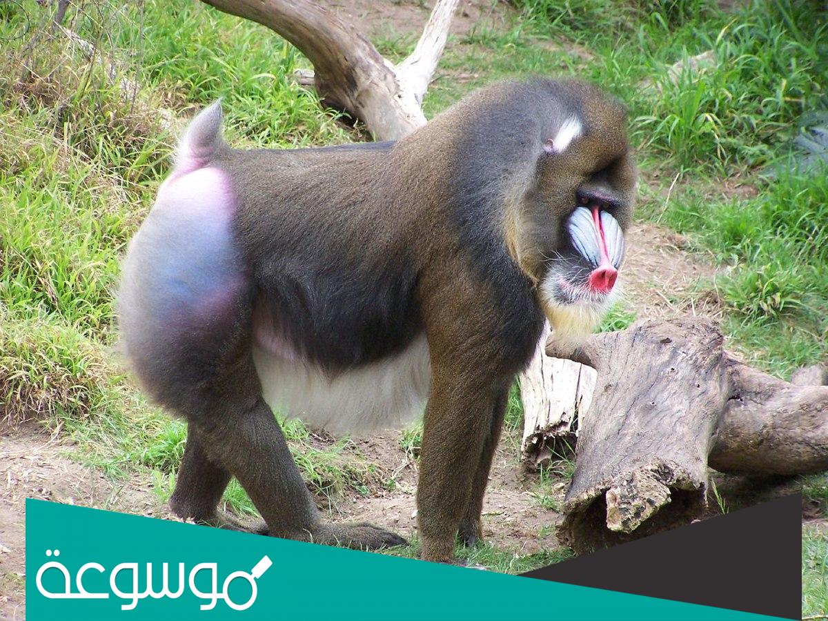 معلومات عن حيوان ابو الهول