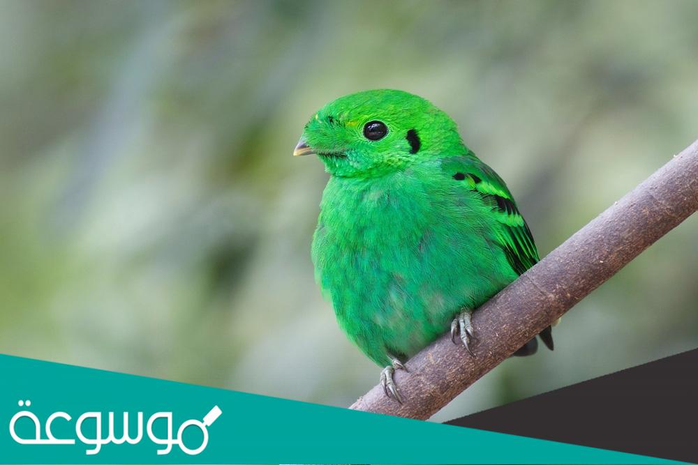 معلومات عن طائر النبات