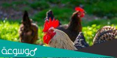 هل الدجاج يبيض بدون ديك؟
