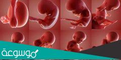 أهم مراحل تكوين الجنين بالصور من أول يوم