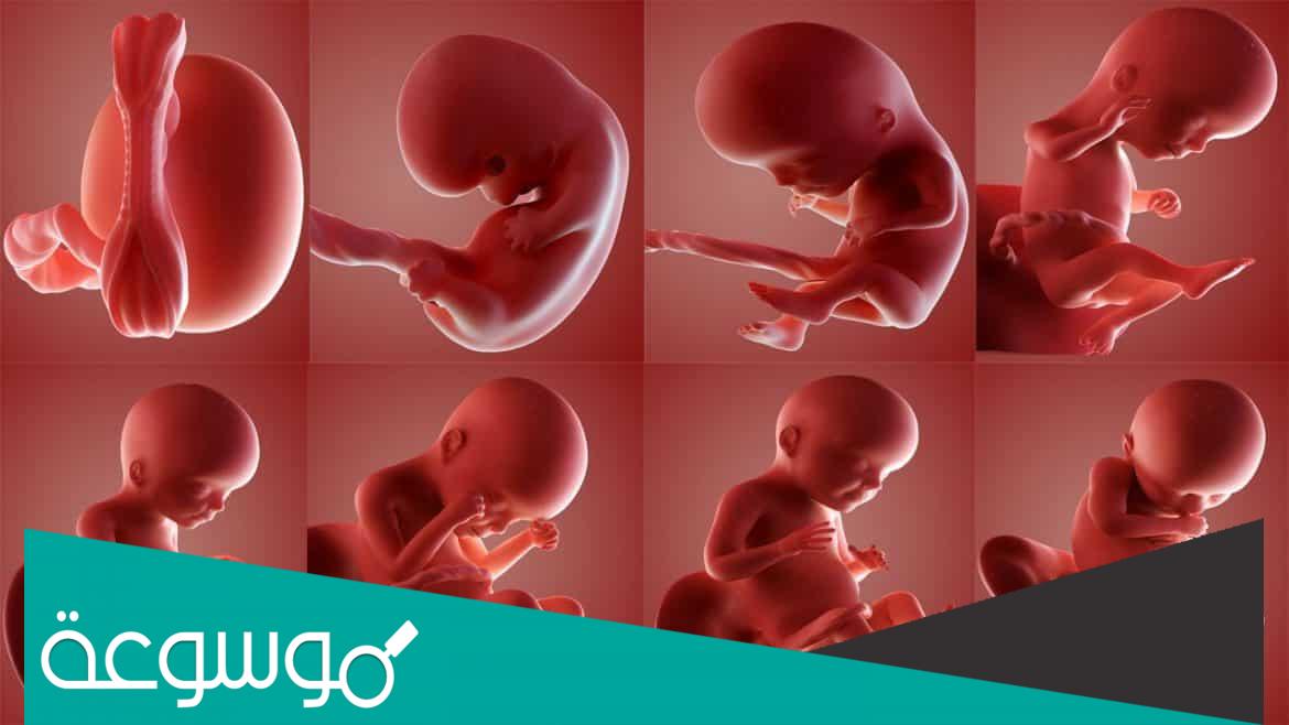 أهم مراحل تكوين الجنين بالصور من أول يوم