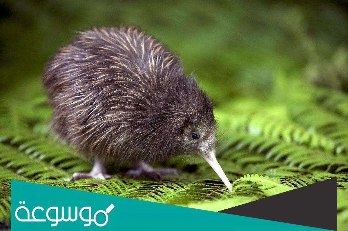 اسمه غريب وله جناح ماهو طير ولا حيوان