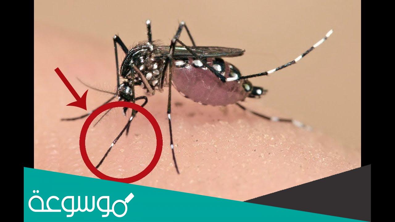اعراض قرصة بعوضة النمر الاسود