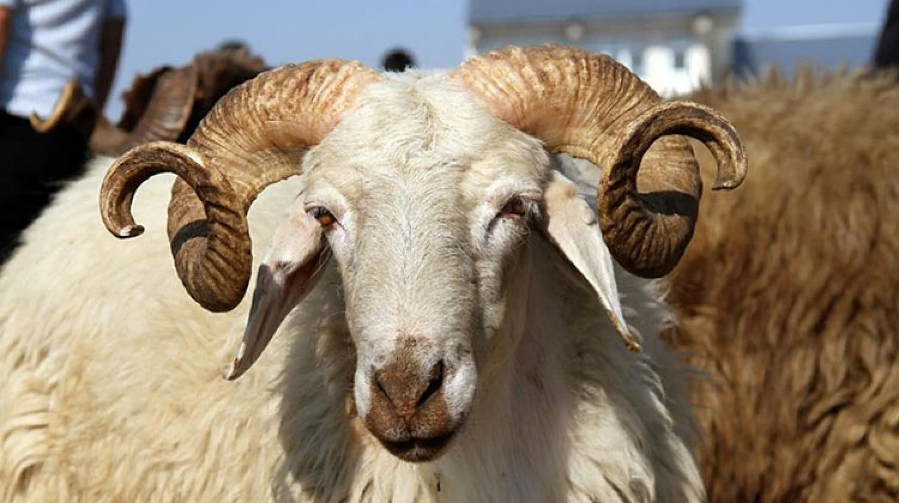 الدعاء عند ذبح الاضحية عند الشيعة