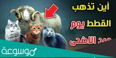 اين تختفي القطط يوم عيد الاضحى