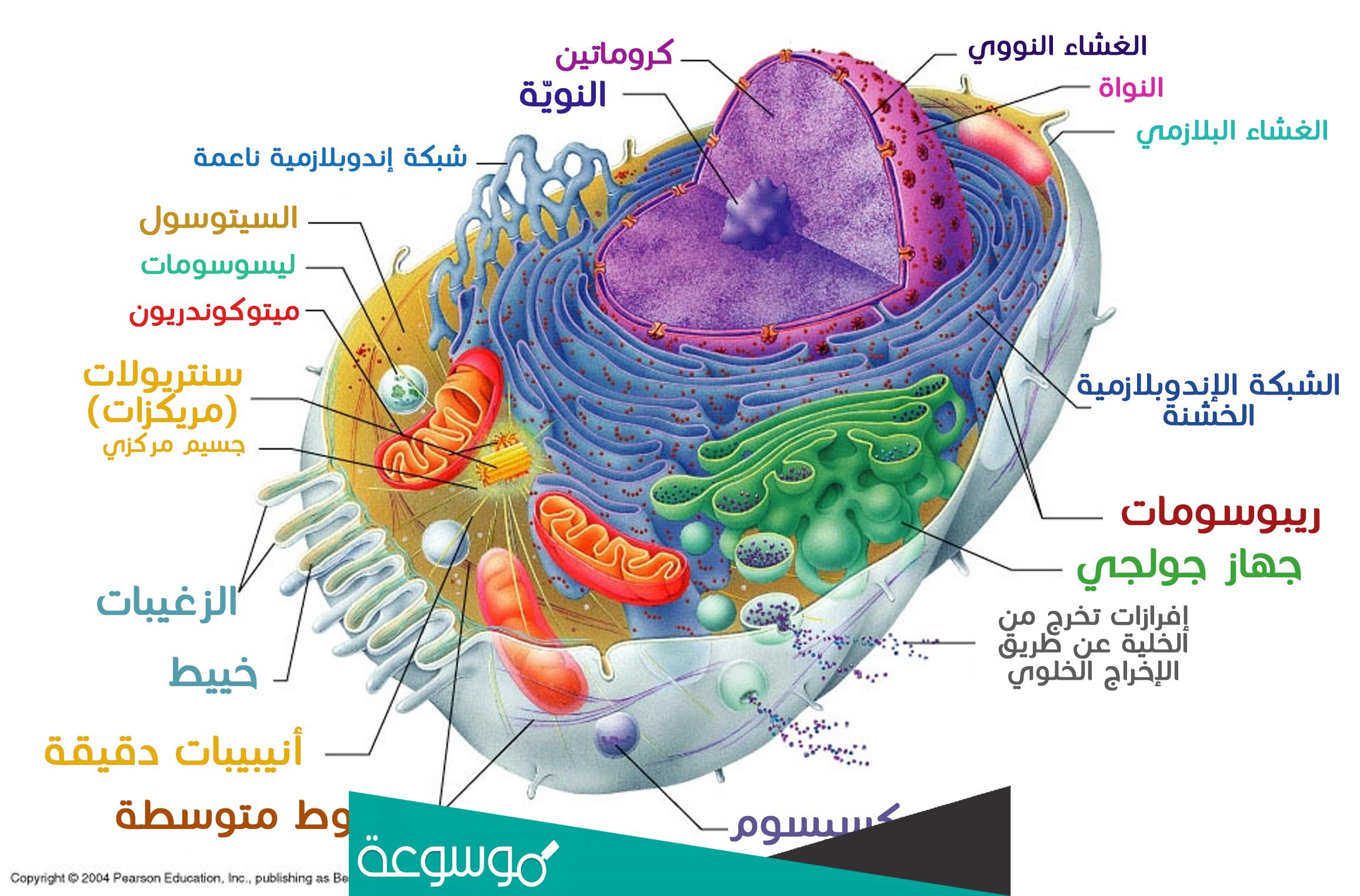 جهاز غولجي الخلوي يستخدم لاستخلاص