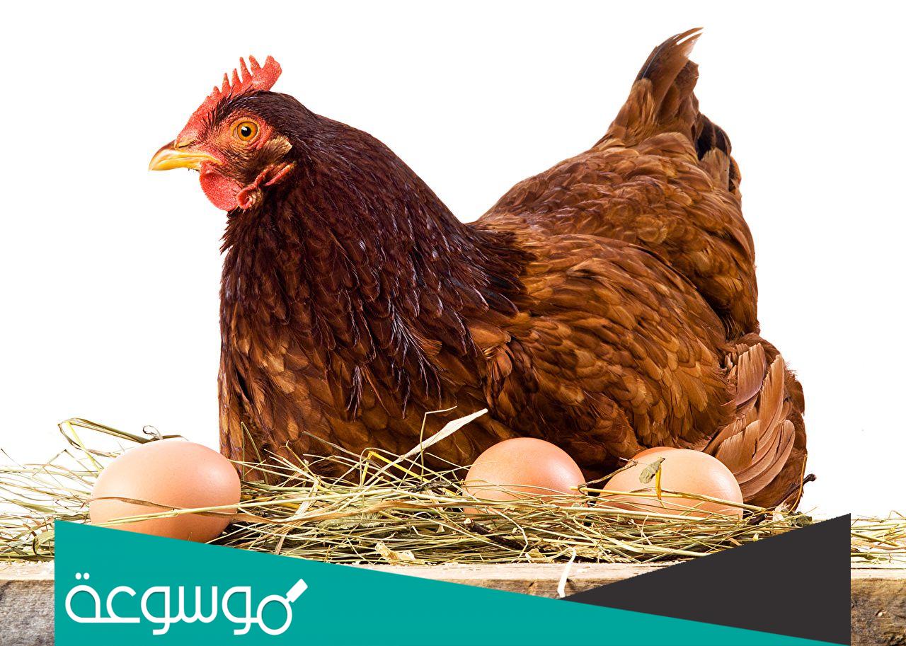 فائدة الإضاءة منتصف الليل في الدجاج