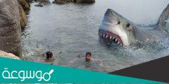 فيديو هجوم القرش في الغردقه