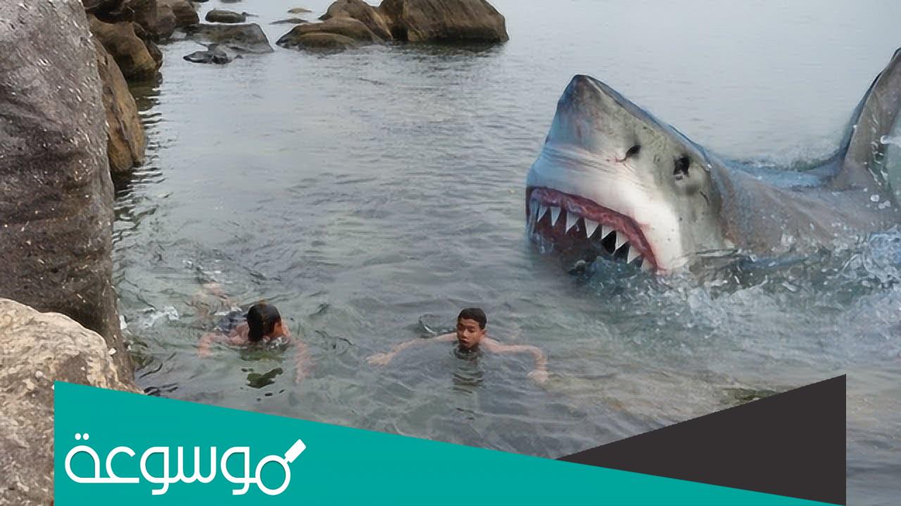 فيديو هجوم القرش في الغردقه