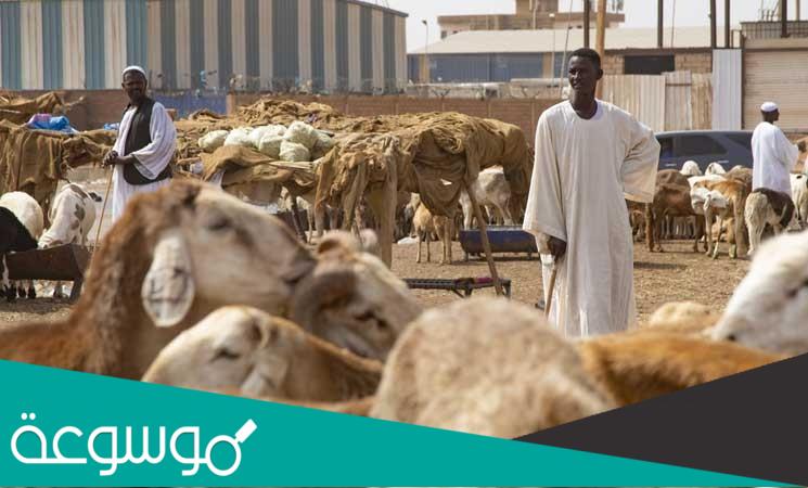 كم تبلغ اسعار الاضاحي في السودان
