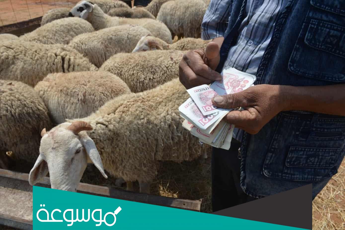 كم تبلغ اسعار الكباش في الجزائر