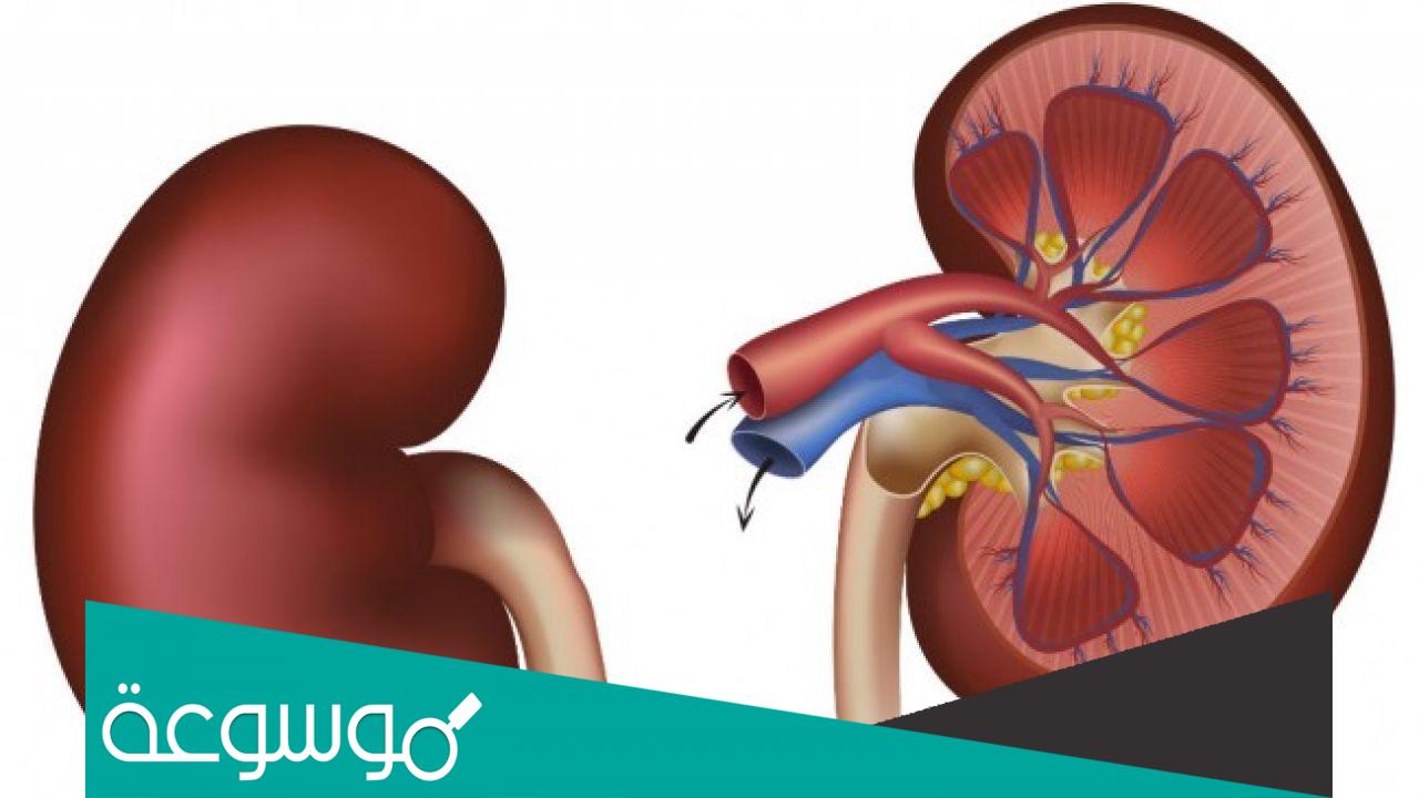 كم سعر كلية الانسان