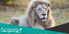 كم عدد أسماء الأسد في اللغة العربية